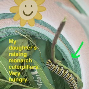Monarch caterpillars