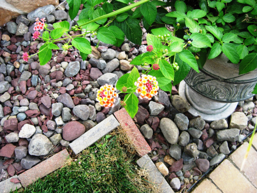 Mini Burst of Colour