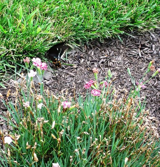 Swallowtail 