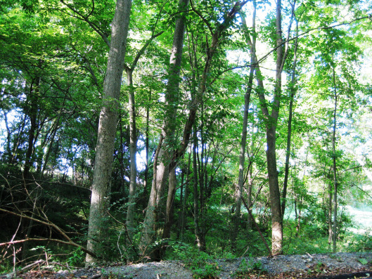 Forest Glenn