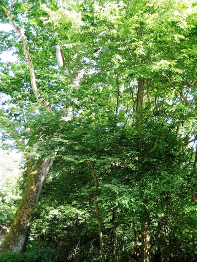 Mighty Sycamore1