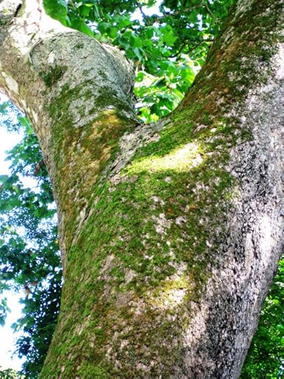 Mighty Sycamore2