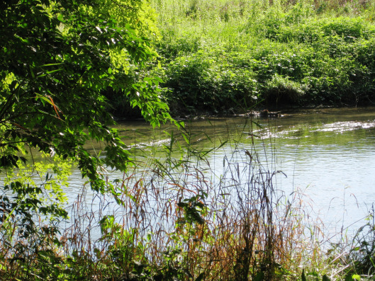 babbling brook1