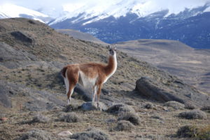 guanaco