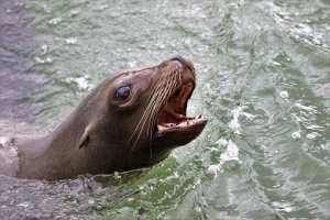 sea lion