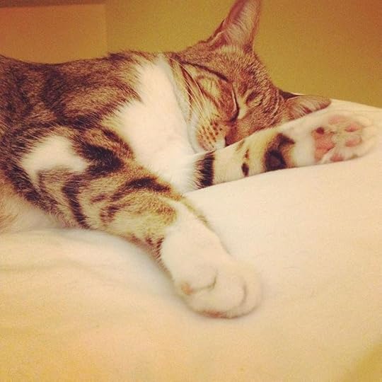 Pas facile les journées d'été...! #catsofinstagram #liliboom