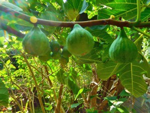 fig tree