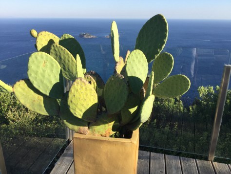 Cacti with a view Photo by Nora.