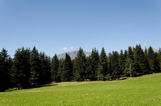 Bäume auf dem Vigiljoch
