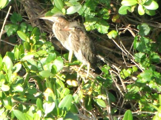Many times novice writers are like these baby night herons. They need some guidance.
