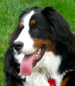 Brady