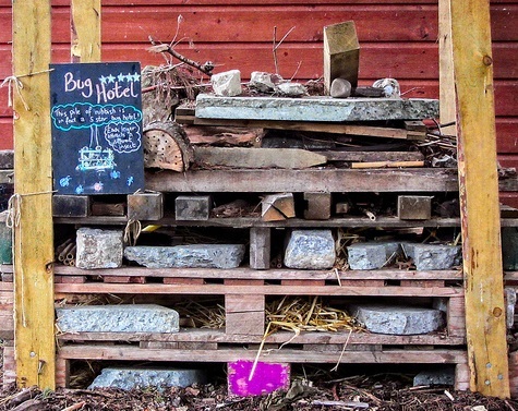 Photo: How messy yards help bees