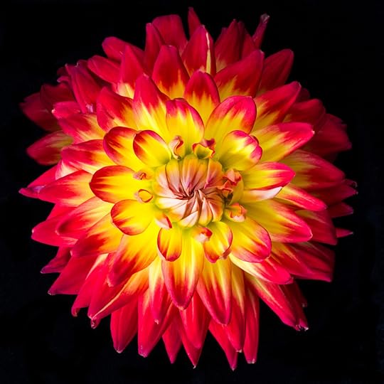 Dahlia © Harold Davis