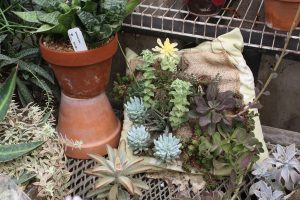 Pillow planter at the botanical garden.