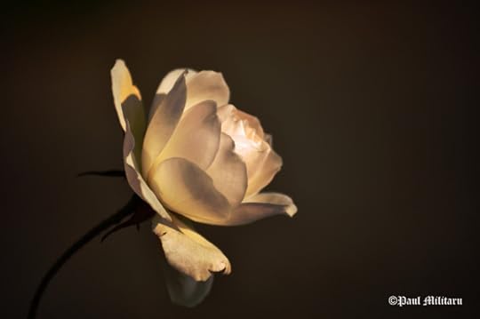 rose into the night