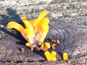 fungus