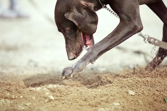 canine digging in sand
