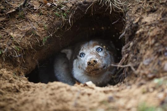 Northern breeds like the Husky instinctively dig holes to stay cool...or warm.