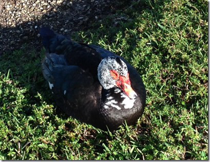 Duck