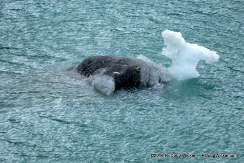 Mini Iceberg