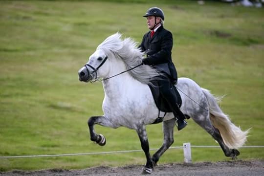 An Icelandic gaited horse