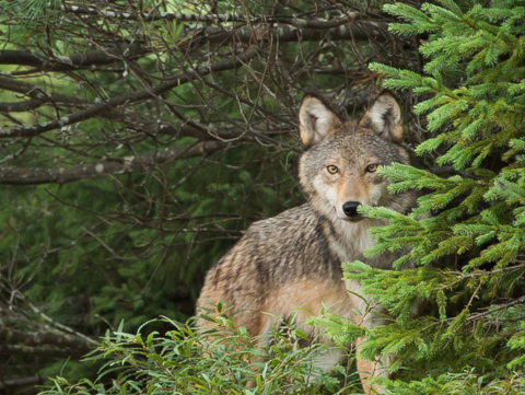 Photo: Protect threatened Algonquin wolves wherever they live