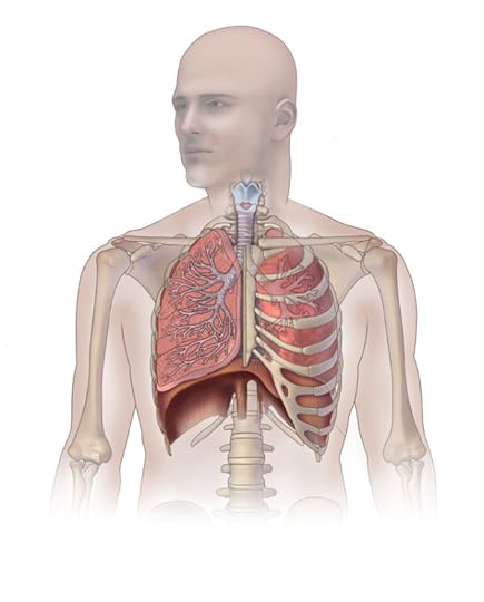 The lungs are located in the thoracic cage superiorly above the first rib and inferiorly between rib 5 and 7 with the diaphragm muscle situated below the lungs. Photo by Caitlin Duckwall.