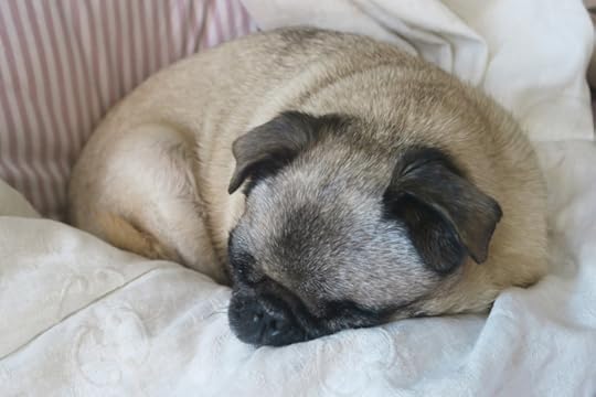 puga.jpg