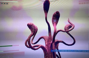 The tree has eyes!