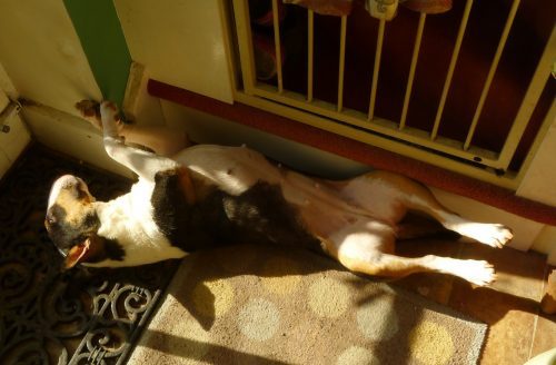 She might like a tummy rub