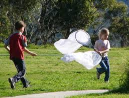 Image result for butterfly nets