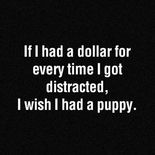 syA puppy