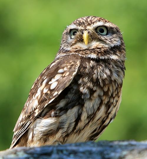 owl-77894_1280