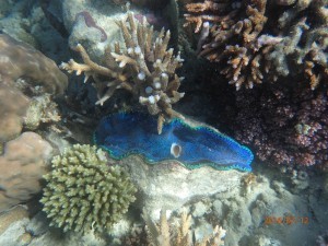 Gorgeous blue coral - pestered the boys to take a picture of this instead of the big fish they kept chasing.