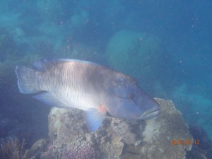 The big fish the boys finally captured on camera.