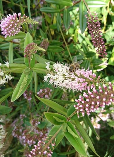 2016-08-10 15.36.27 (2)