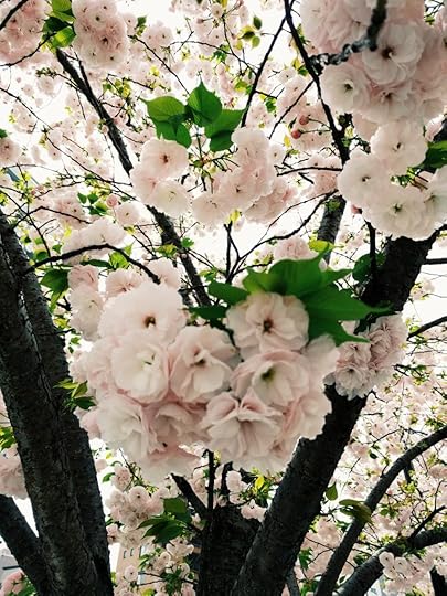 Sakura close up from a tree just outside Toyoko Inn. Asakusa, Japan
