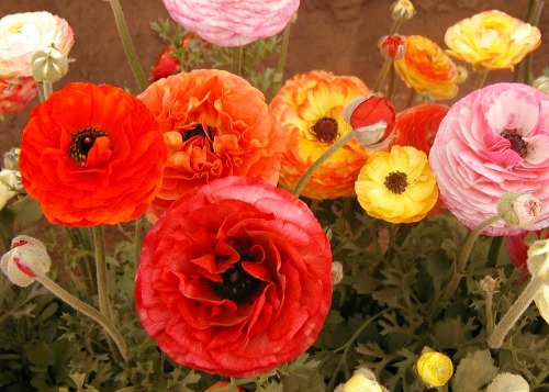 Ranunculus-1396127