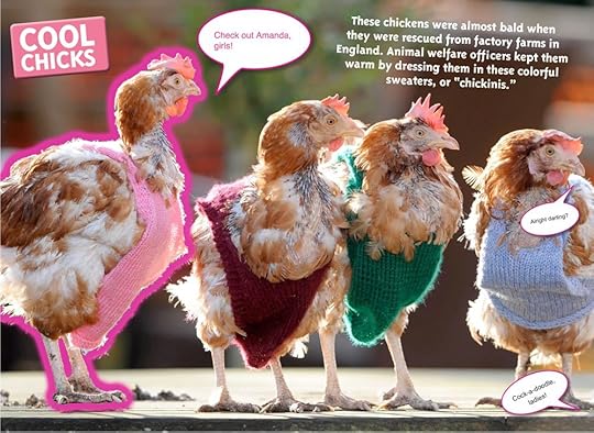 fun-facts-chickens-2