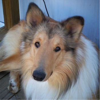 collie_dog