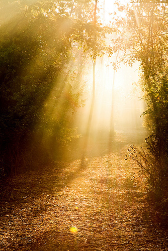 The Light