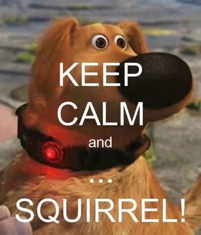 squirrel