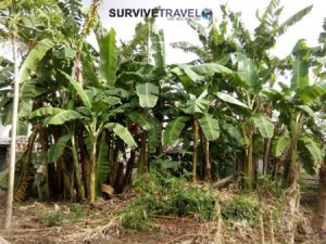 Life in baybay part 2 - Backyard 2 - Survive Travel