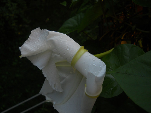Evanescent moonflower