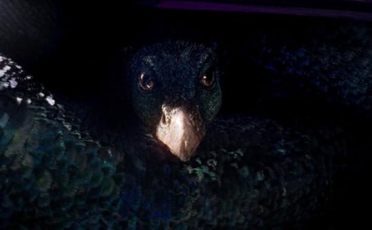 Fantastic Beasts Occamy