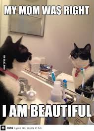 beauty cat