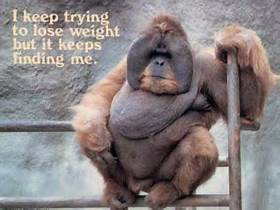 monkey lose weight