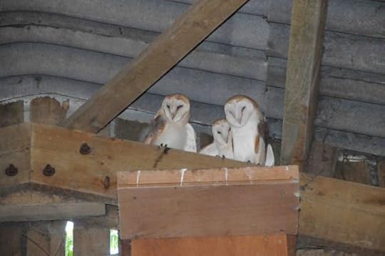 Two barn owls on either side of one of their chicks, October 2011. The two other chicks have yet to emerge from the nestbox immediately below the main roof beam on which the birds are perching.
