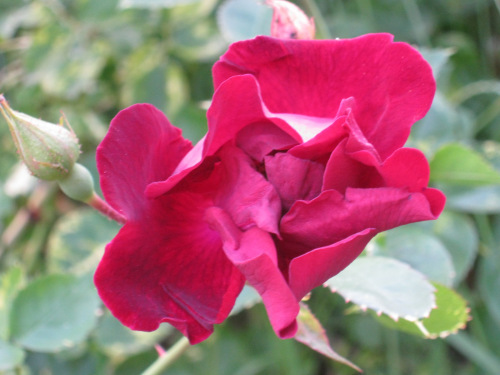 Rose (3)
