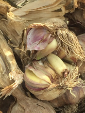 Orange Market garlic